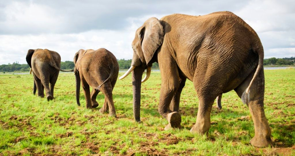 Herd of Elephants in Tarangire