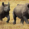 ngorongoro-rhinos