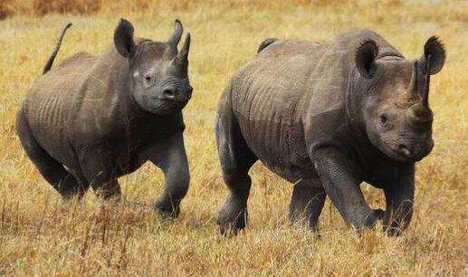 ngorongoro-rhinos