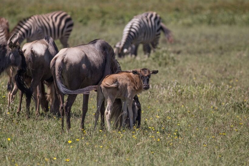2_wildebeest_migration_calving