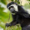 Arusha NP Colobus Monkey_