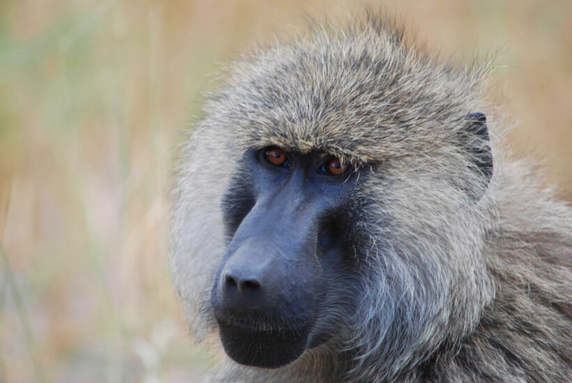Baboon in Serengeti