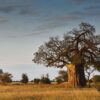 Baobab Tarangire