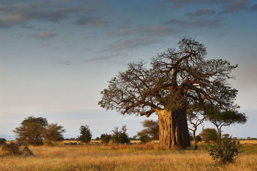Baobab Tarangire