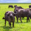 Buffalo at Ngorongro Crater conservation area. Tanzania_
