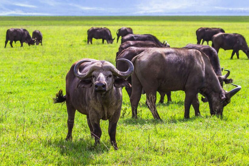 Buffalo at Ngorongro Crater conservation area. Tanzania_