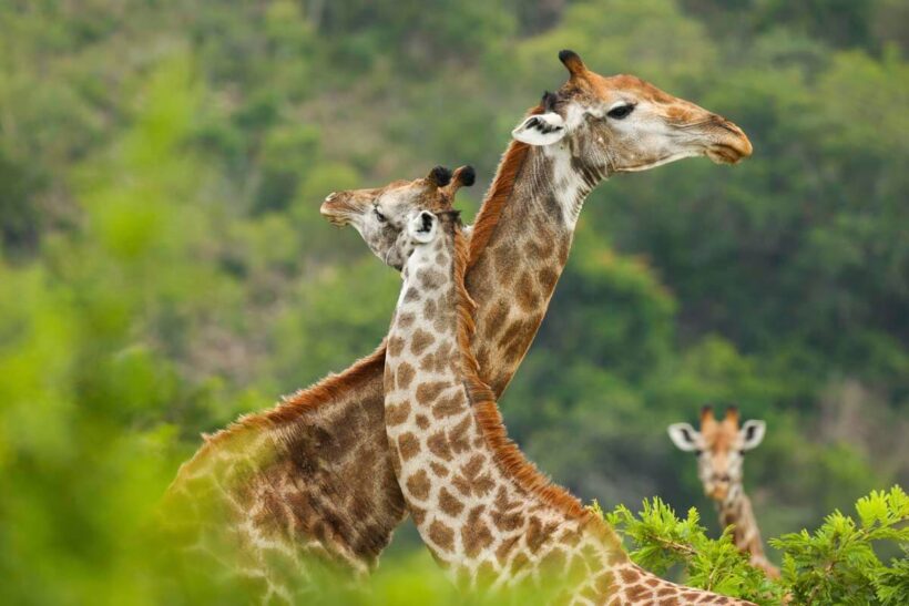 Camping Safari - Giraffe