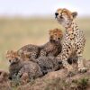 Cheetah in Serengeti_(1)