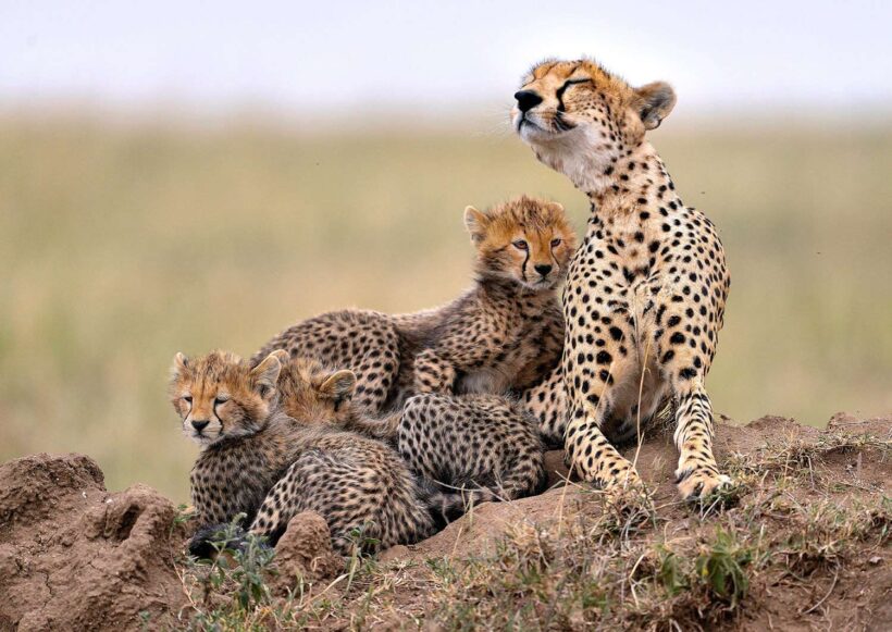 Cheetah in Serengeti_(1)