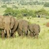 Elephants Tarangire NP