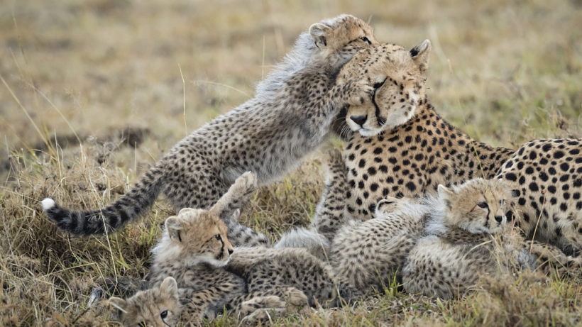 Family Adventure Safari