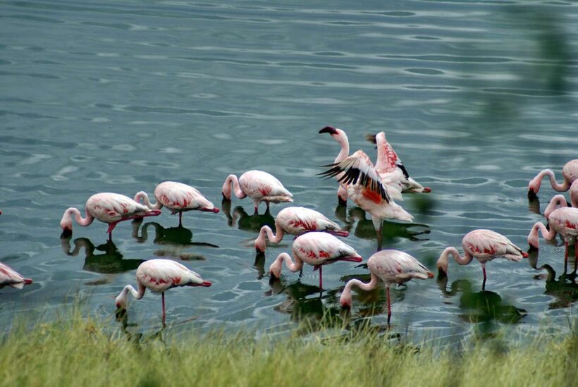 Flamingos Arusha NP(2)