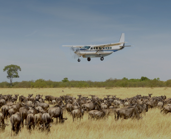 Fly-in-Safari