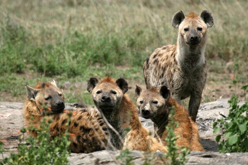 Hyena Serengeti