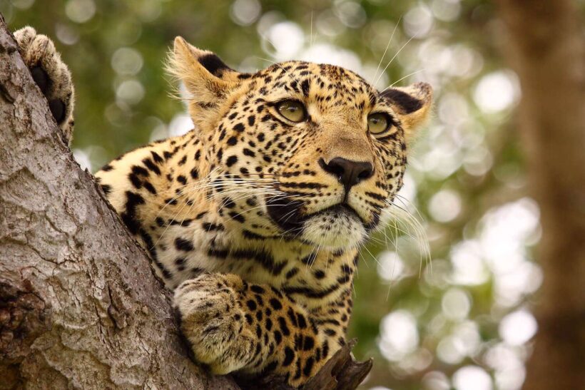Leopard in Serengeti_