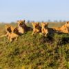 13 Days Wildlife Safari and Zanzibar Escape
