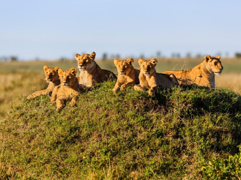 13 Days Wildlife Safari and Zanzibar Escape