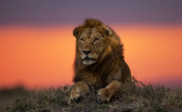 Male Lion in Sunrise Serengeti