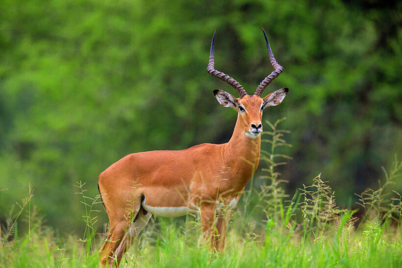 3 Day Lodge Safari