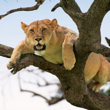 Tree-climbing-lions-in-Lake-Manyara-National-Parks-750x450