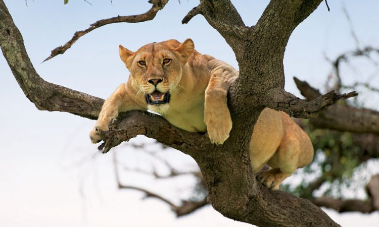 Tree-climbing-lions-in-Lake-Manyara-National-Parks-750x450