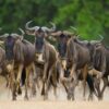 Wildebeest