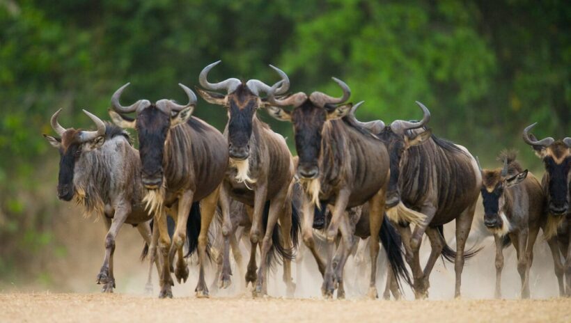 Wildebeest