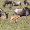 Wildebeest Calving Season 2