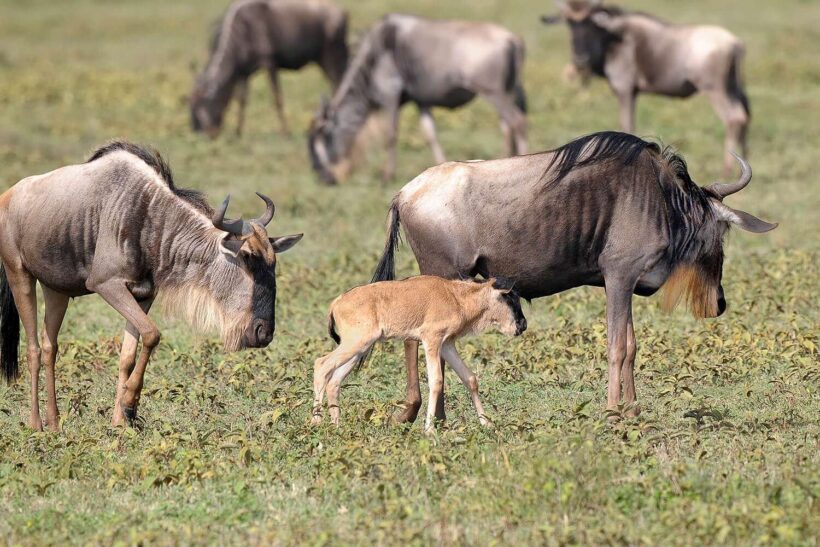 Wildebeest Calving Season 2