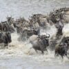 Wildebeest Migration