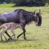 Wildebeest Migration Calving Season