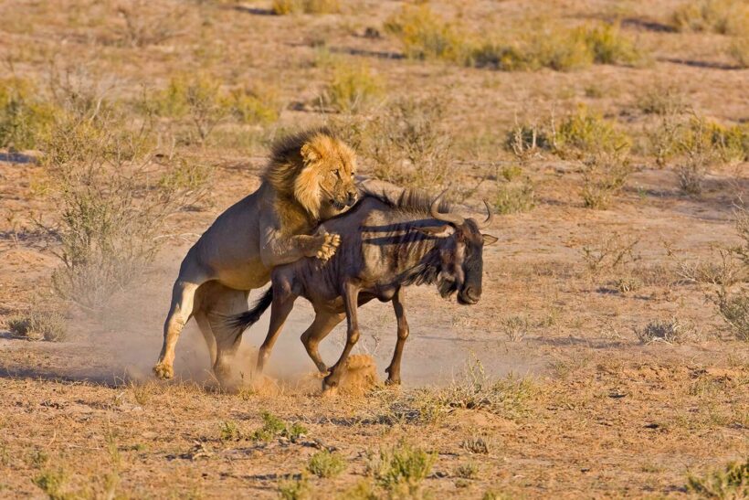 Wildebeest vs Lion