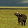 5 days fly-in Tanzania safari