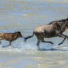 serengeti_wildebeest_calving__1__1