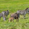wildebeest_migration_calving_