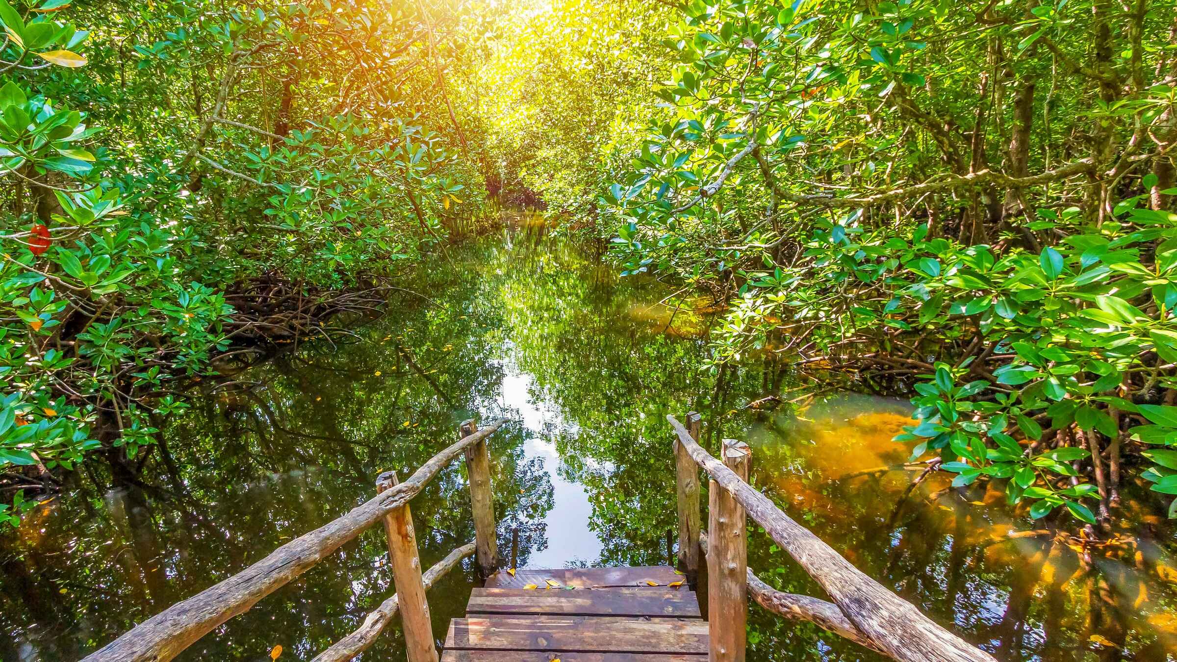 Jozani Forest Zanzibar