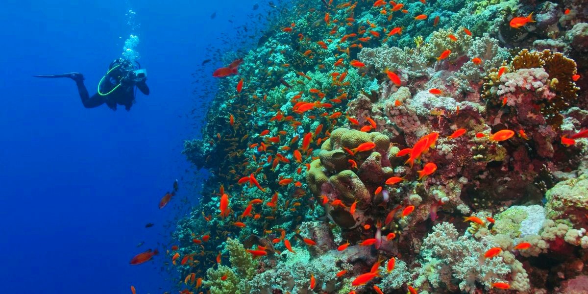 Snorkel and Scuba Dive Reef Sites