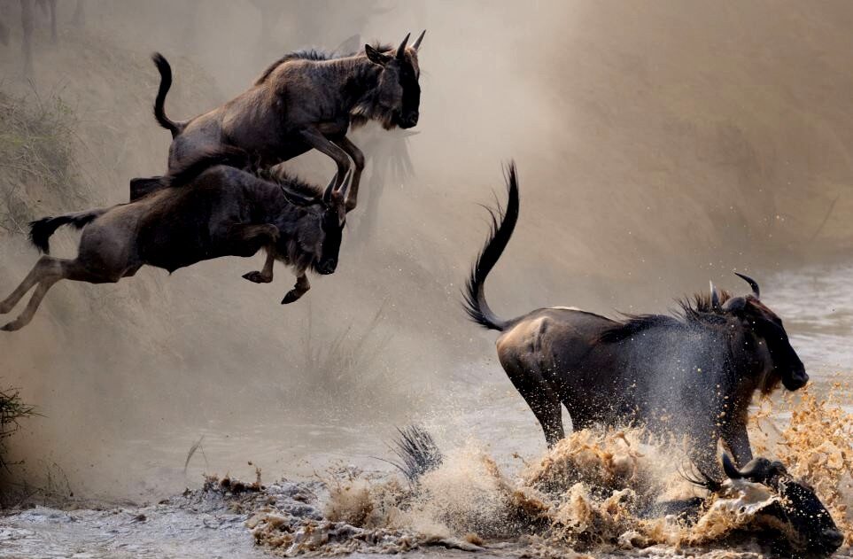 Wildebeest-Migration-Safaris