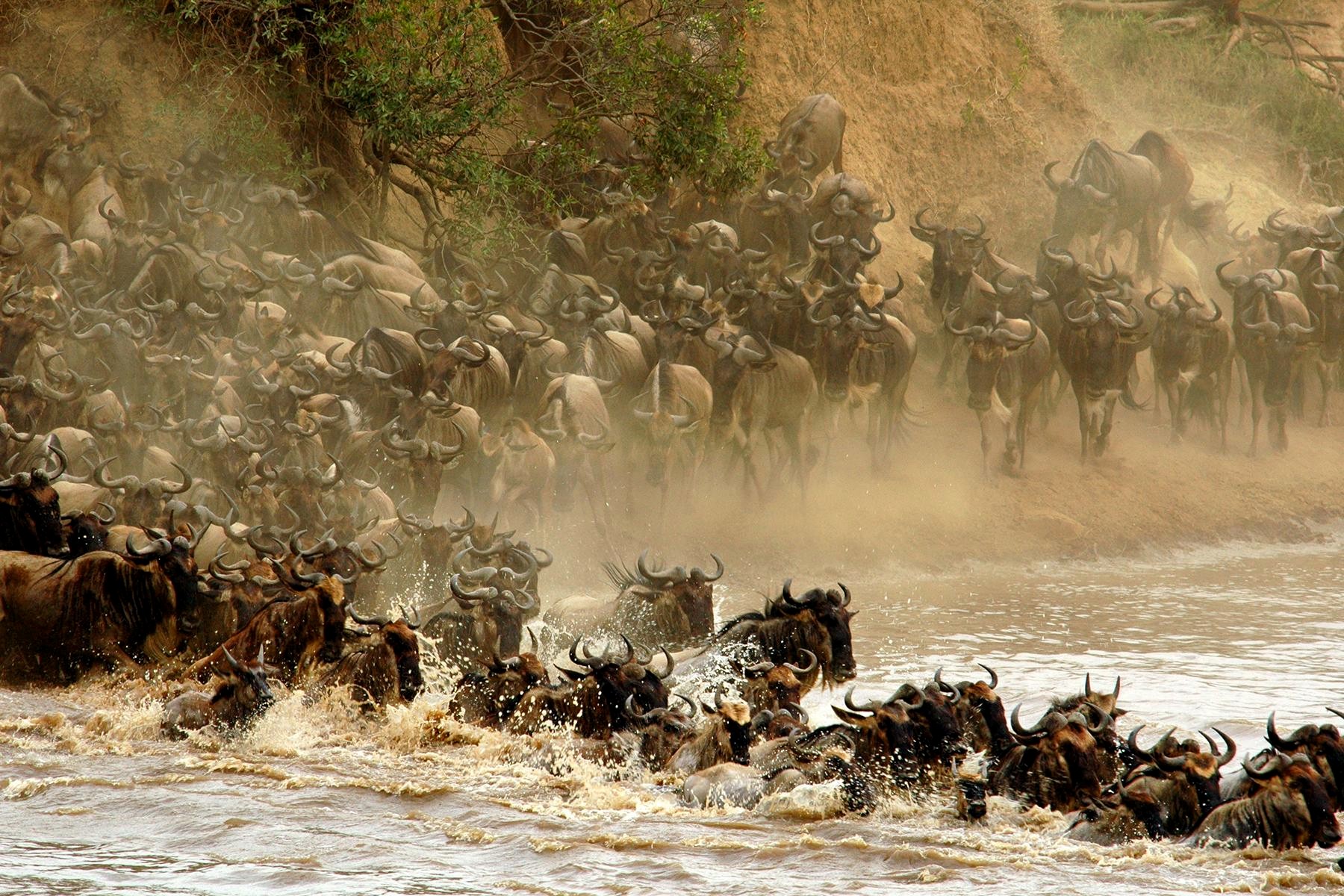 Wildebeest Migration Serengeti