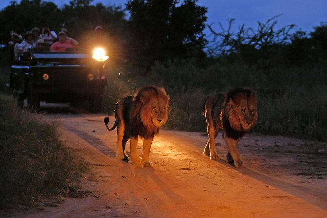 night game drive