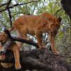 Climbing tree-lions in Lake Manyara National Park