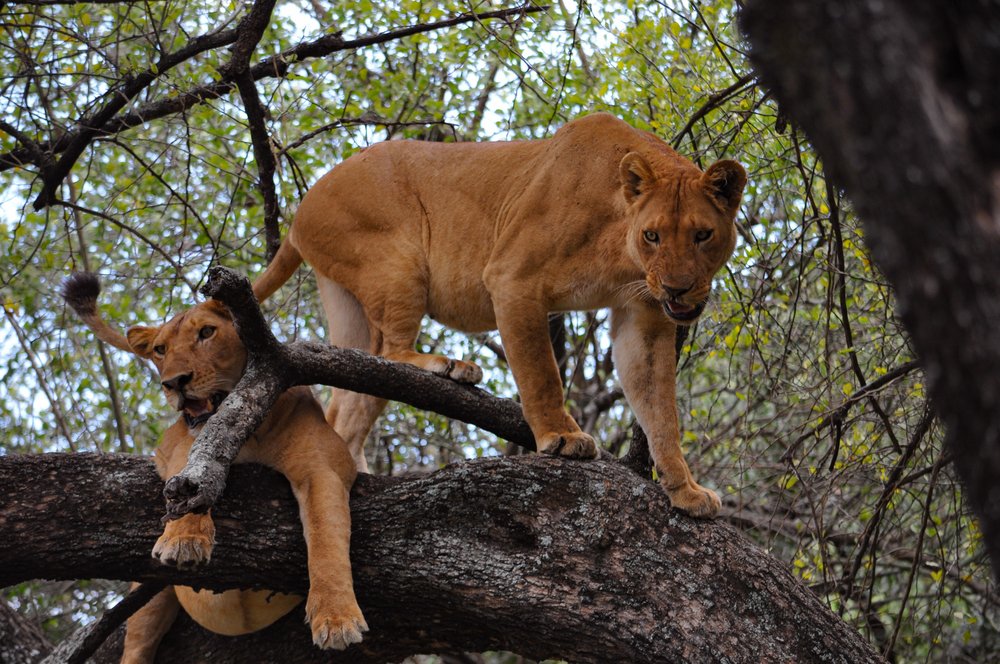 Climbing tree- Lions in Lake Manyara National Park 