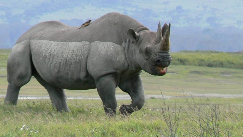 Black Rhino in Ngorongoro Crater