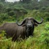 African Cape Buffalo_Arusha National Park