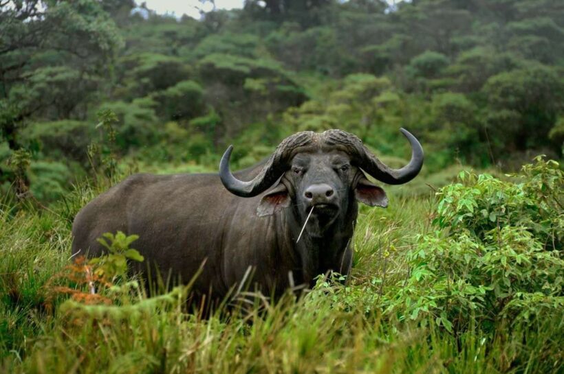 African Cape Buffalo_Arusha National Park