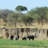 Tarangire National Park – Herd of Elephants