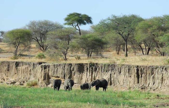 Tarangire National Park - Herds of Elephants