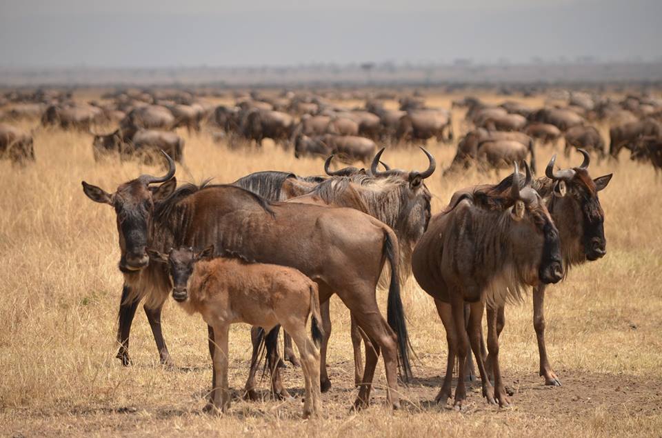 Wildebeest Calving Season_Serengeti National Park