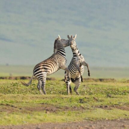 Zebras-Ngorongoro-820x547
