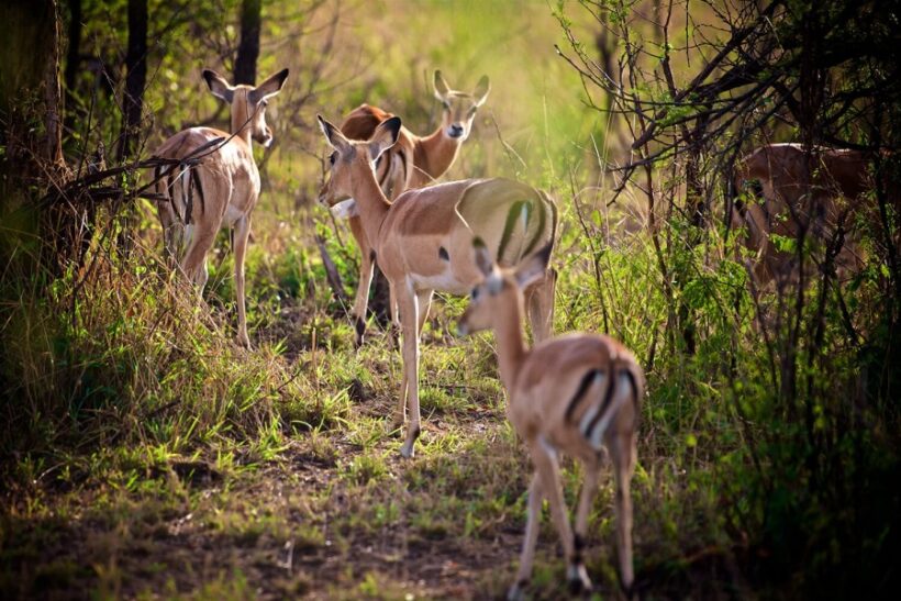 impalas_in_grumeti_